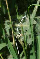 Platycnemis dealbata