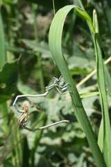 Platycnemis dealbata