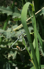 Platycnemis dealbata