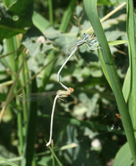 Platycnemis dealbata
