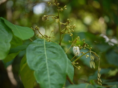 Archidendron bigeminum