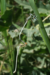 Platycnemis dealbata