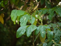 Archidendron bigeminum