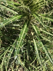 Ptilostemon casabonae