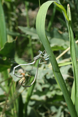 Platycnemis dealbata