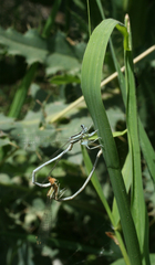 Platycnemis dealbata