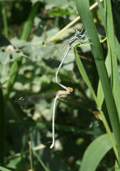 Platycnemis dealbata