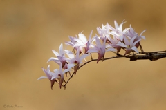 Dendrobium barbatulum