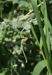 Platycnemis dealbata