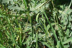 Platycnemis dealbata
