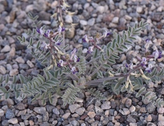 Astragalus tidestromii