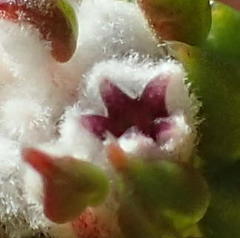 Phylica debilis debilis