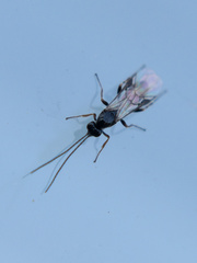 Earinus