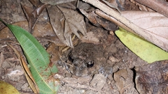 Odontophrynus carvalhoi