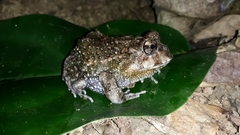 Odontophrynus carvalhoi