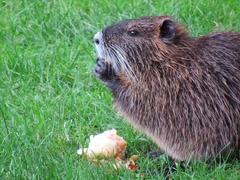 Myocastor coypus