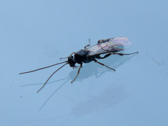 Earinus