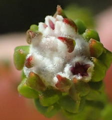 Phylica debilis debilis