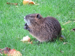 Myocastor coypus