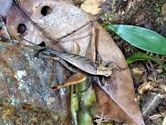 Eneoptera guyanensis
