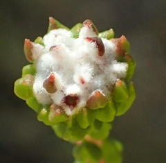 Phylica debilis debilis