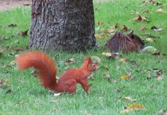 Sciurus vulgaris