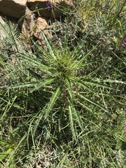 Ptilostemon casabonae