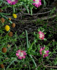 Delosperma multiflorum