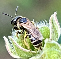 Halictus poeyi