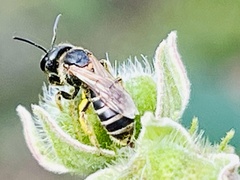 Halictus poeyi