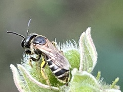 Halictus poeyi