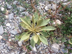Verbascum boerhavii