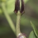 Ceropegia bulbosa bulbosa - Photo 由 Pravin V Vishe 所上傳的 (c) Pravin V Vishe，保留部份權利CC BY-NC