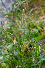 Deschampsia cespitosa altaica