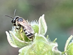 Halictus poeyi