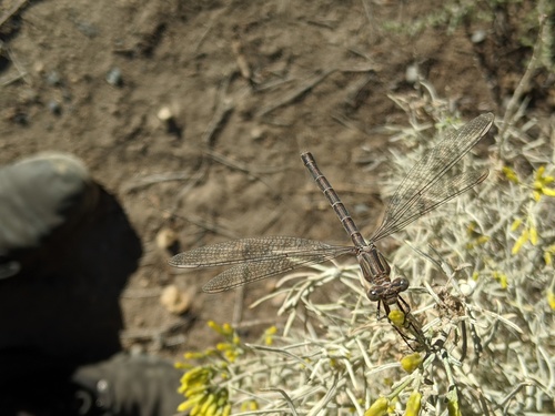 California Spreadwing photo 5