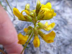 Rhynchosia ferulifolia