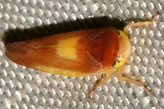 Colladonus setaceus