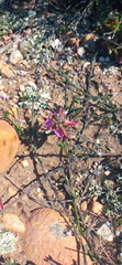 Polygala pubiflora