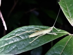 Eumecopterus incisus