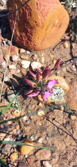 Polygala pubiflora