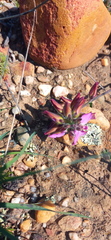 Polygala pubiflora