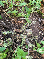 Polemonium micranthum