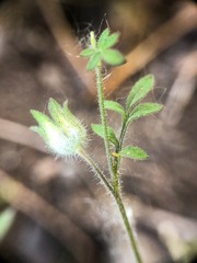 Polemonium micranthum