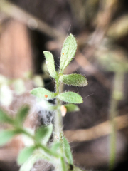Polemonium micranthum