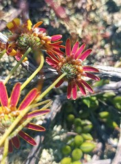 Ursinia discolor