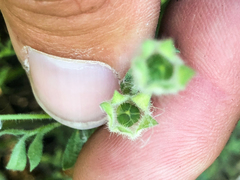 Polemonium micranthum