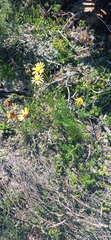 Ursinia discolor