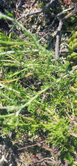 Ursinia discolor