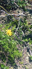 Ursinia discolor